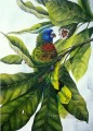 Papagei und Obst Vögel